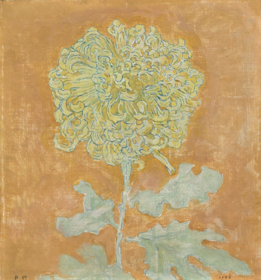 Chrysanthemum