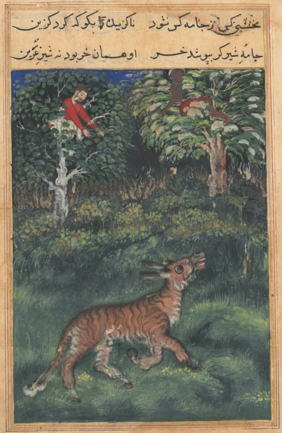 The donkey, in a tiger’s skin, reveals his identity by braying aloud, from a Tuti-nama (Tales of a Parrot): Thirty-first Night