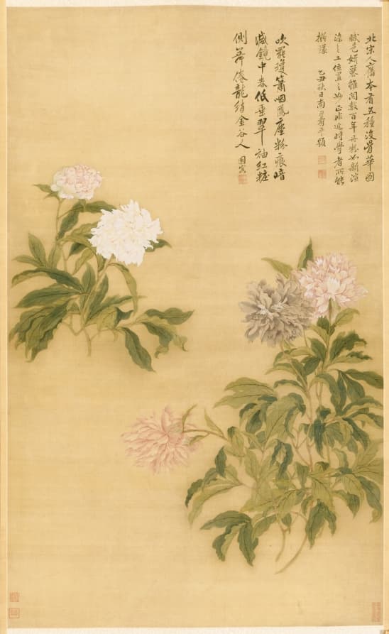 Herbaceous Peony