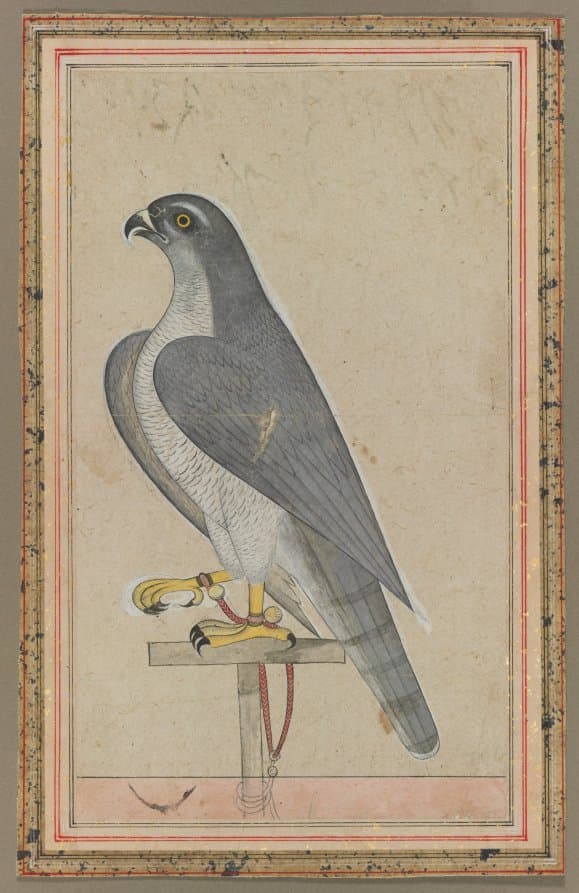 Falcon — artist unrecorded