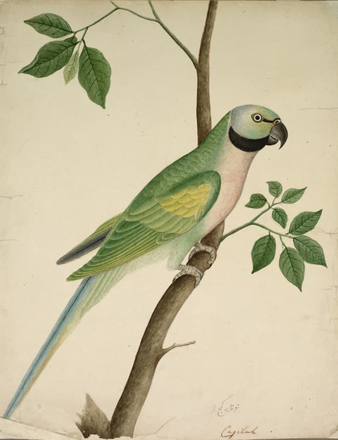 Green Parrot