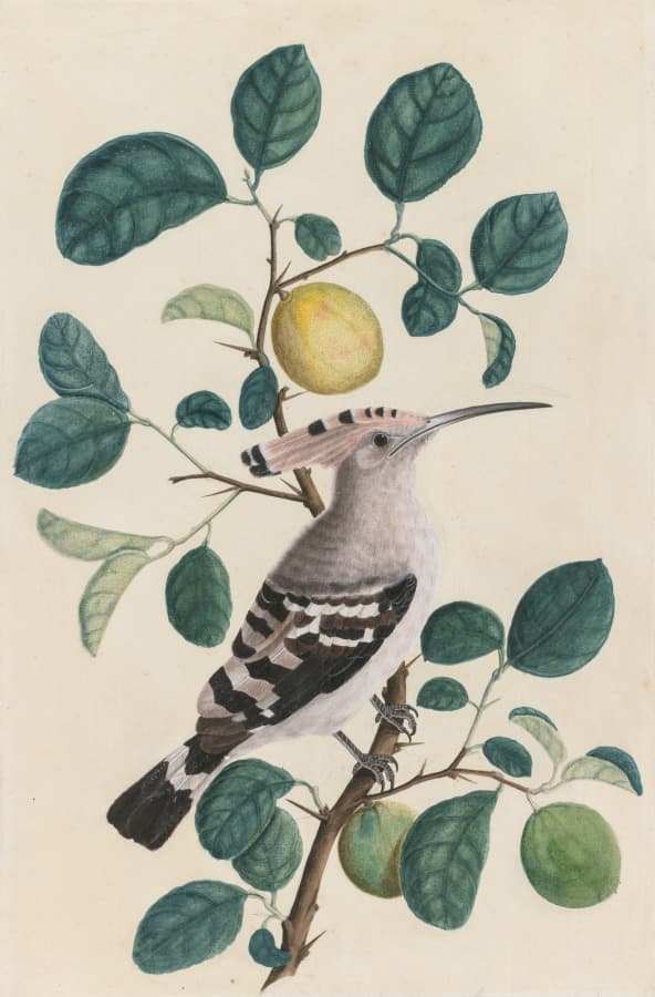 Hoopoe on a Citrus Tree Branch
